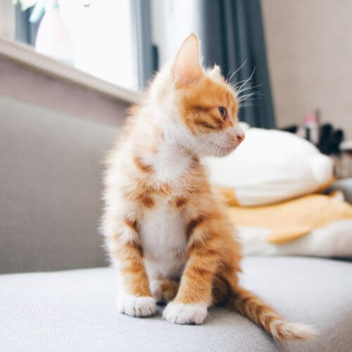 orange kitten sitting on couch