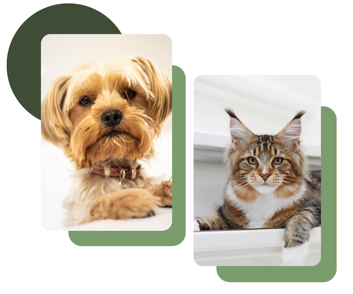 Winterville Animal Care - small dog and brown cat