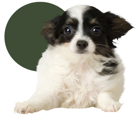 Winterville Animal Care - small black and white dog