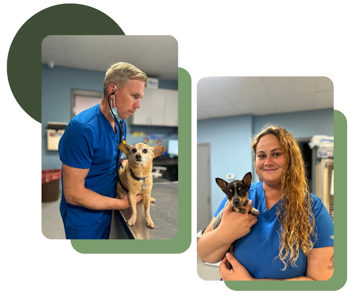Winterville Animal Care - small dog and brown dog