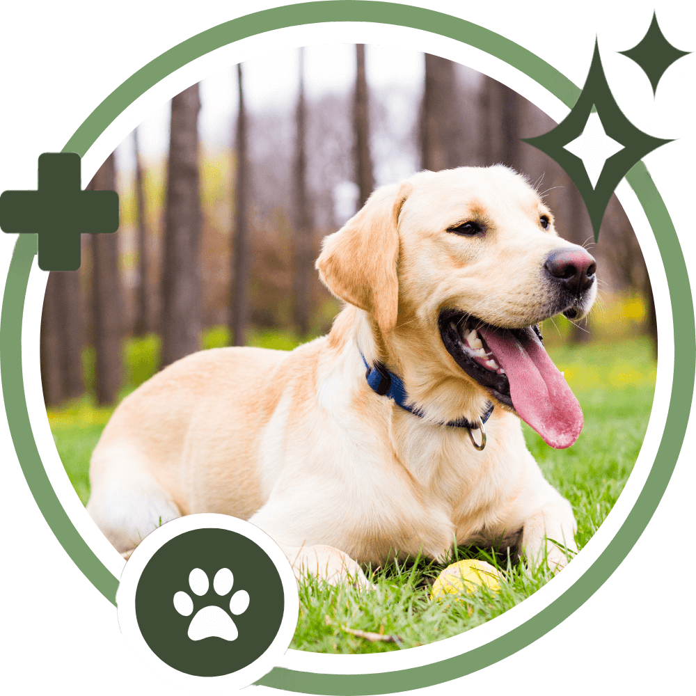 A happy dog lying on grass