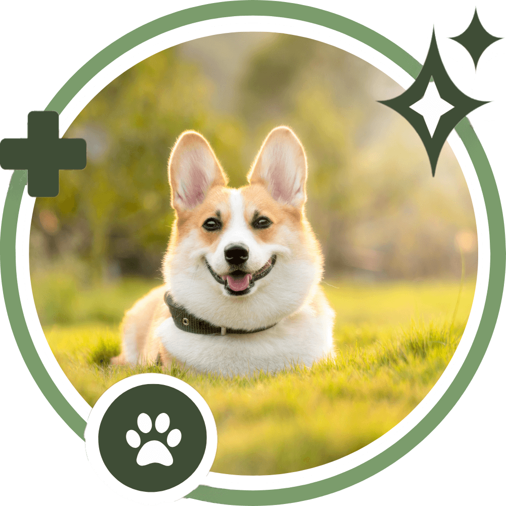 A Corgi dog on grass